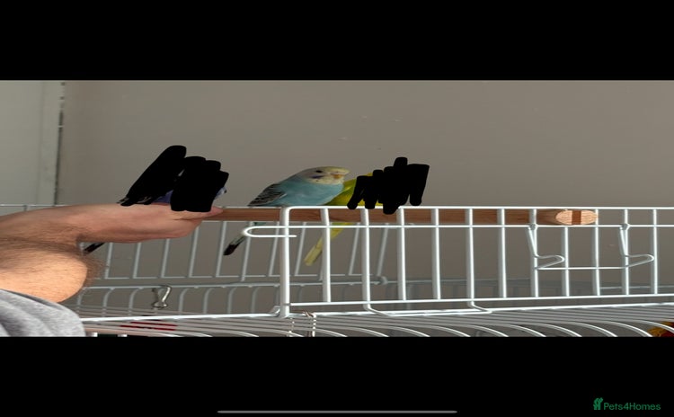 Budgerigars birds - Advert 3