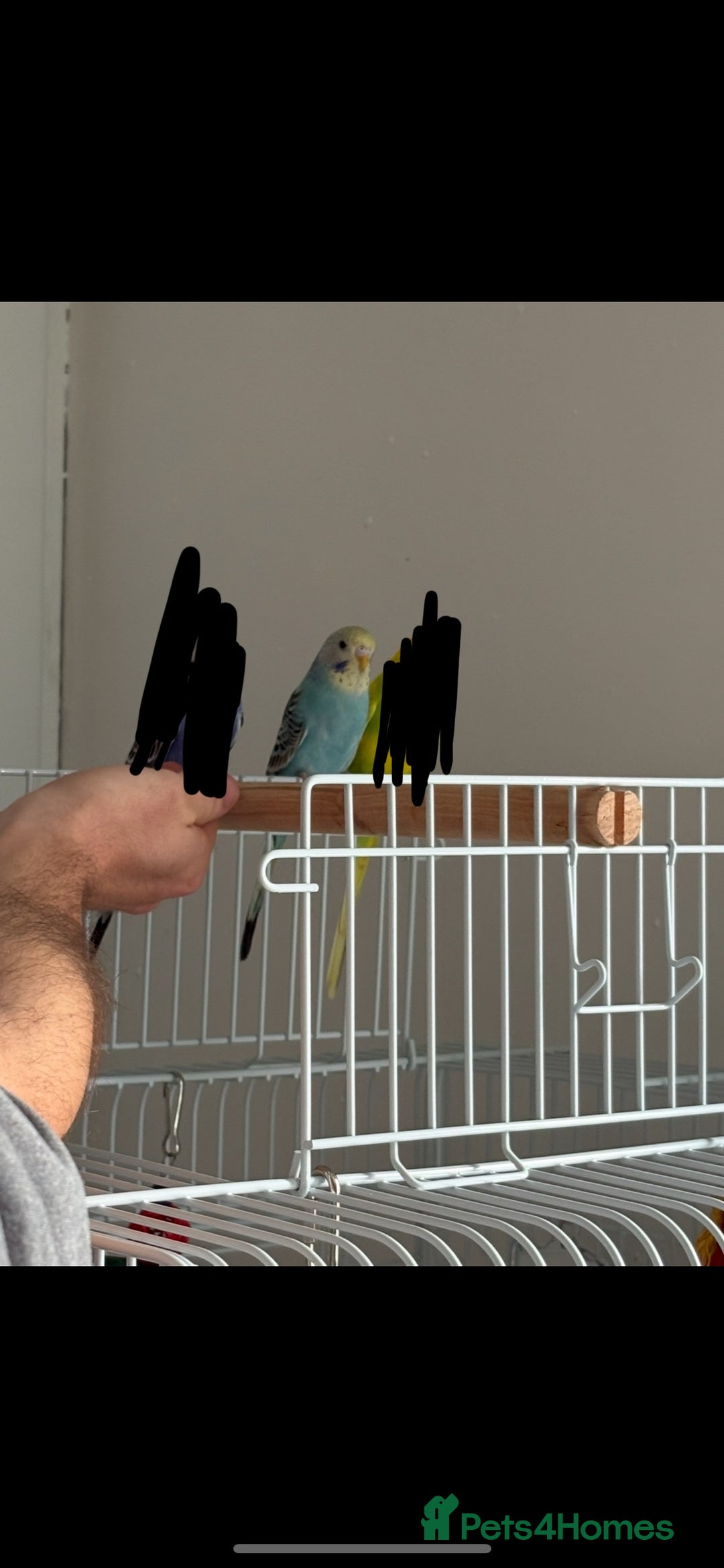 Budgerigars birds for sale: Female budgerigar  - Image 1