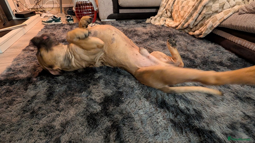 Bullmastiff dogs for sale: Bullmastiff  - Advert 3