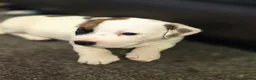 Mixed Breed dogs for sale: Jack Russell mixed breed puppies - Advert 26