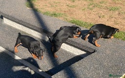 Miniature Pinscher dogs for sale: PURE 100% Miniature Pinscher , KC-reg, DNA tested in Manchester - Image 19