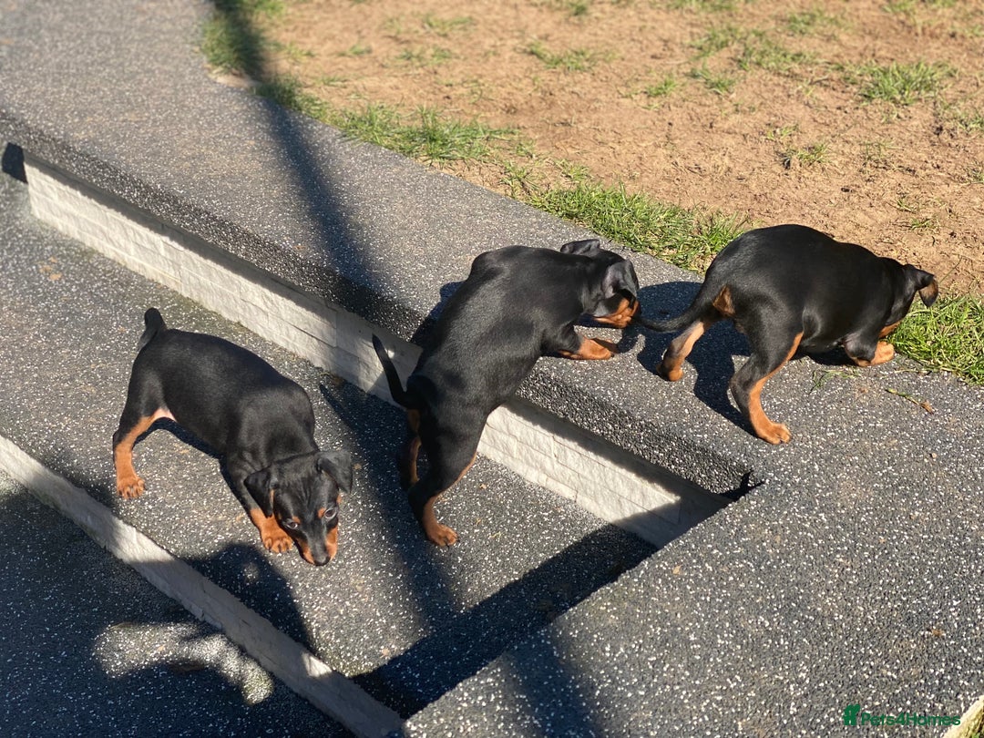 Miniature Pinscher dogs for sale: PURE 100% Miniature Pinscher , KC-reg, DNA tested in Manchester - Image 19