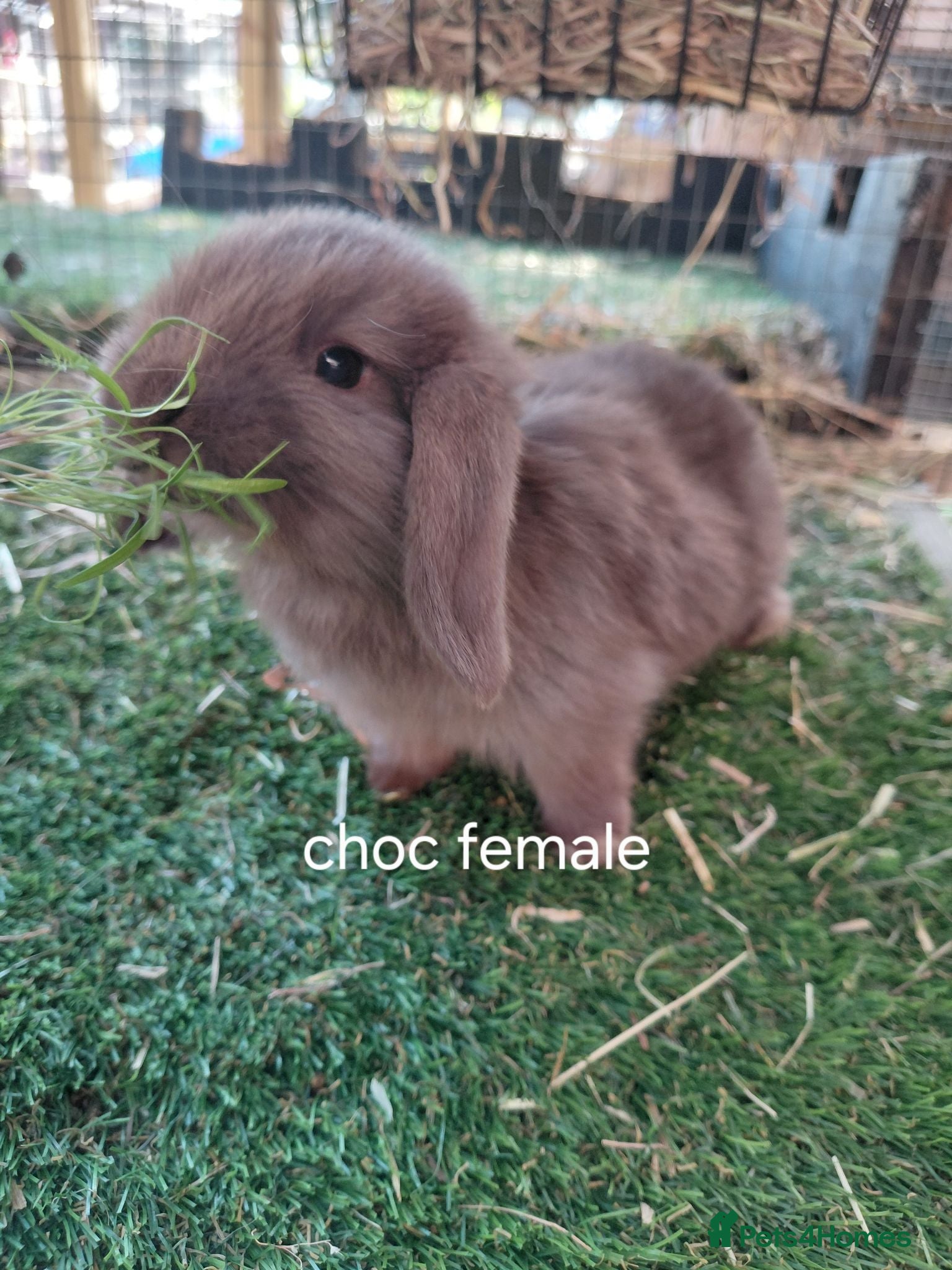 Mini Lop rabbits Vaccinated pls read advert choc female ready now  - Advert 14