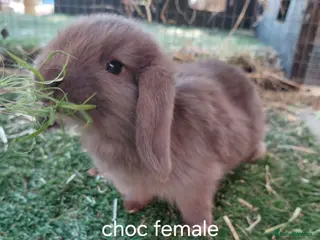Mini Lop rabbits Vaccinated pls read advert choc female ready now - Advert 14