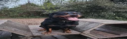 Rottweiler dogs for sale: Rottweiler puppies  - Advert 17