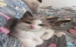 Ragdoll cats for sale:  Last two pure Ragdolls ready now reduced price - Image 6