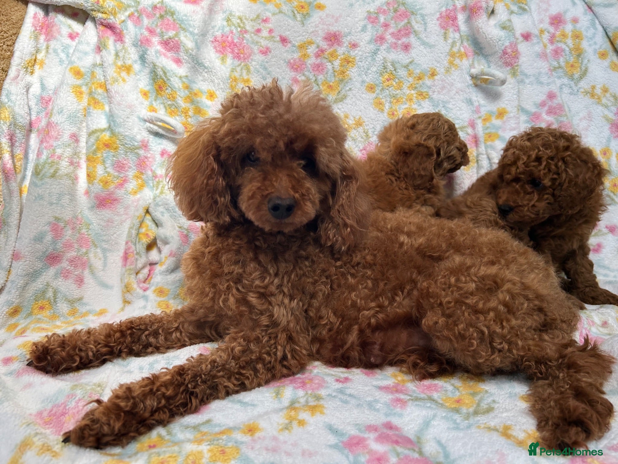 Toy Poodle dogs KC health tested toy poodle  - Advert 15
