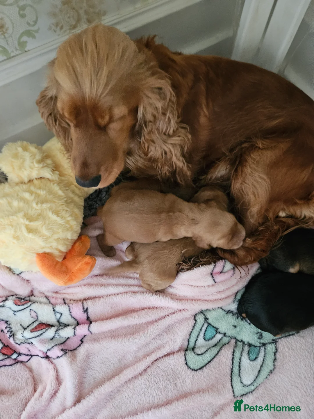 Cocker Spaniel dogs for sale: Show cocker spaniel  - Advert 1