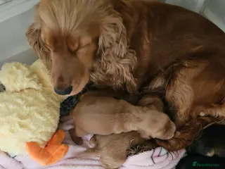 Cocker Spaniel dogs Show cocker spaniel - Advert 1