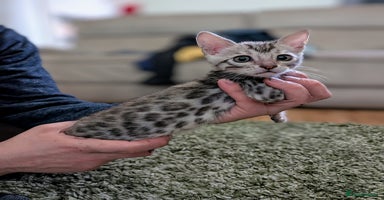 Bengal cats - Advert 11