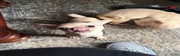 Frug dogs for sale: Adorable Frug puppies available  in Liverpool - Advert 2