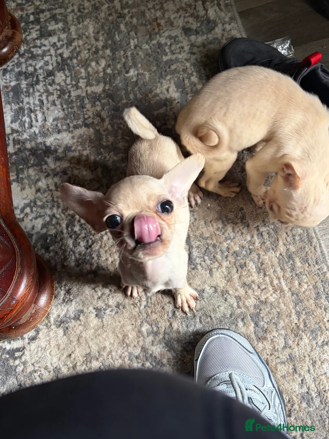 Frug dogs for sale: Adorable Frug puppies available  in Liverpool - Advert 2