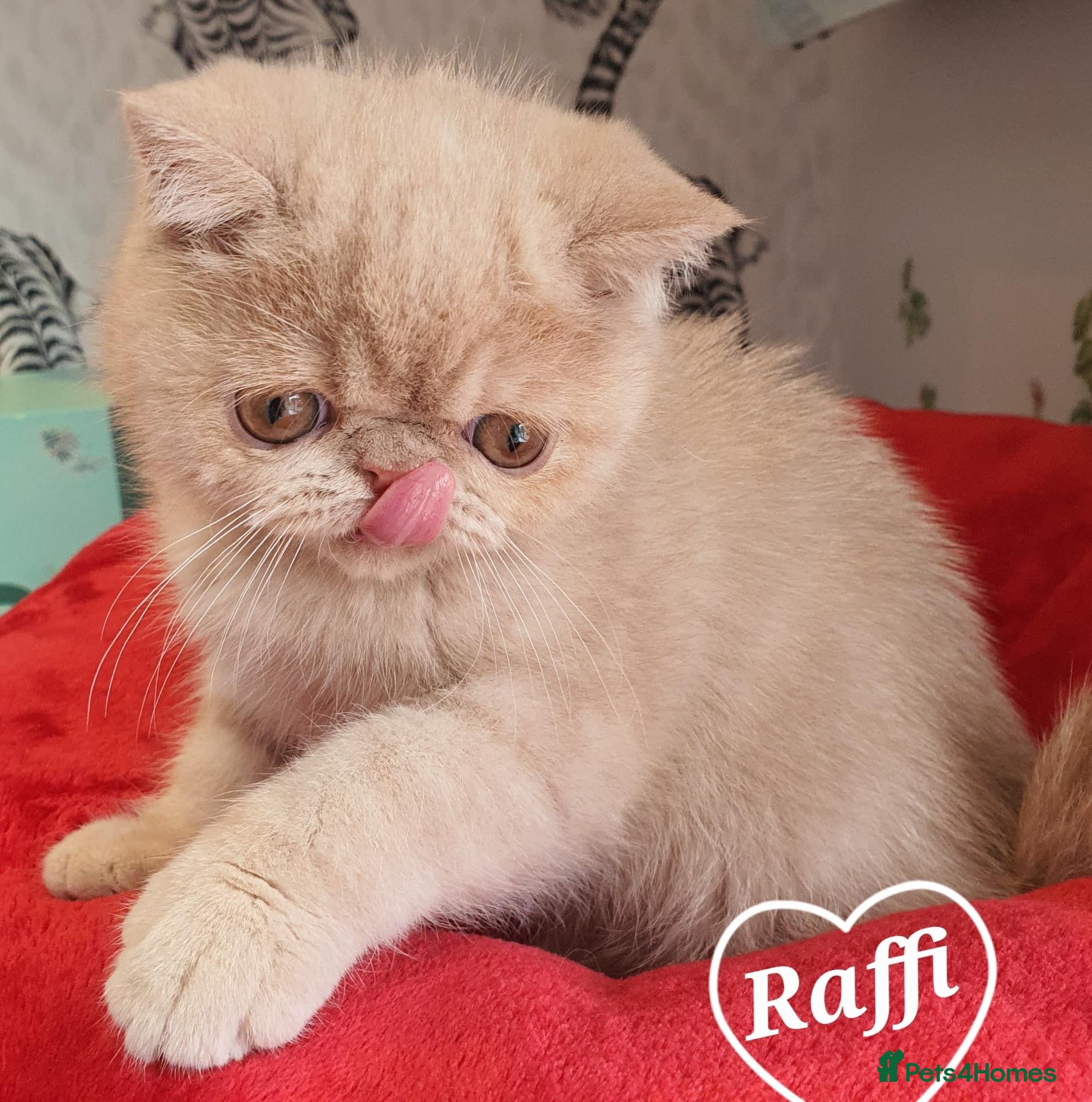 Persian cats Gccf Persian exotic short hair ( Chunky boys ) - Advert 2