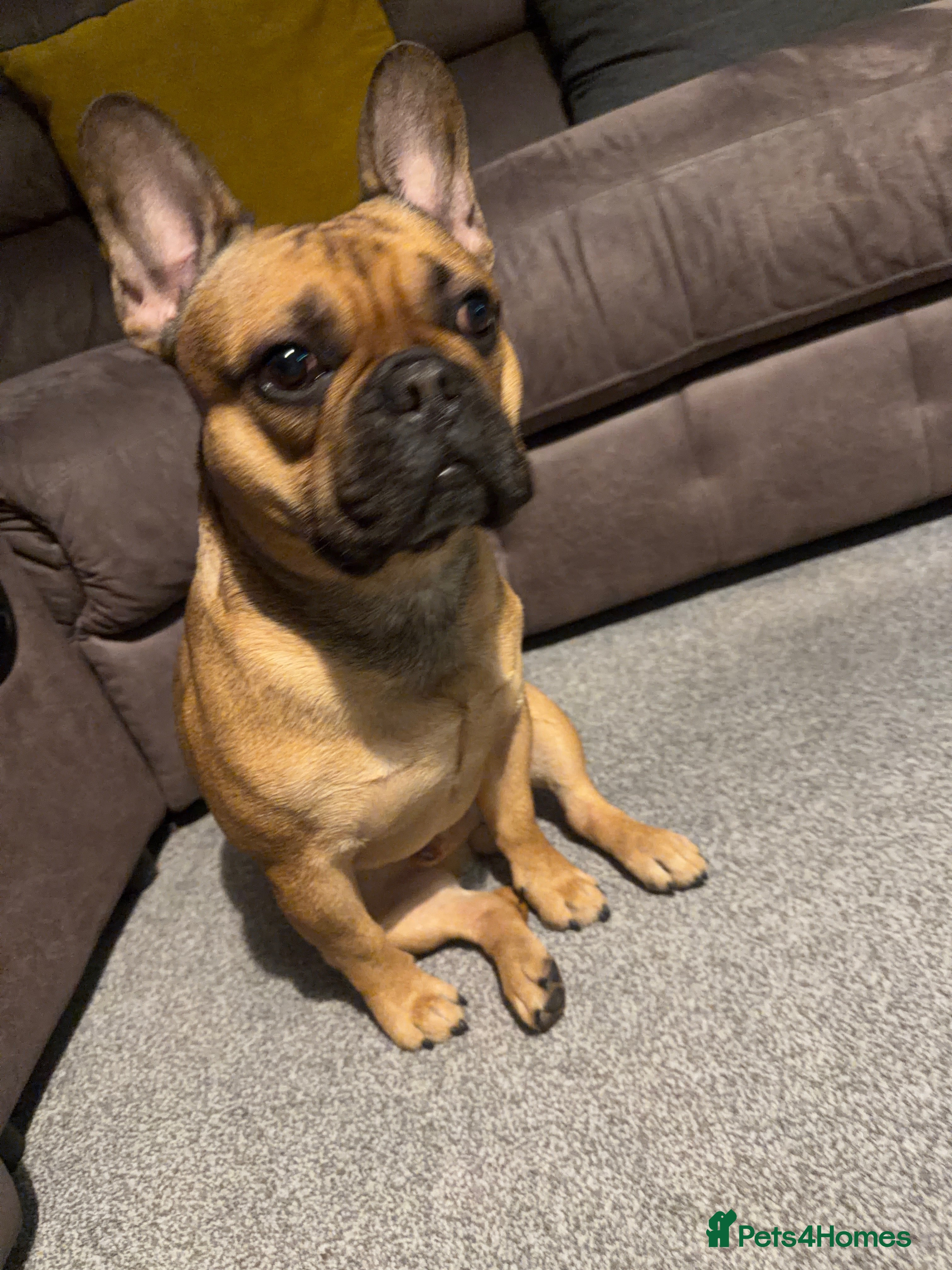 French Bulldog dogs 4 year old male French bulldog  - Advert 1