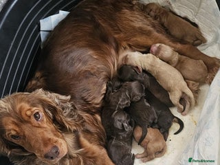 Cocker Spaniel dogs - Advert 6