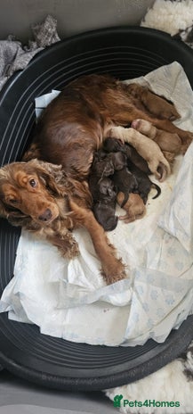 Cocker Spaniel dogs - Advert 1