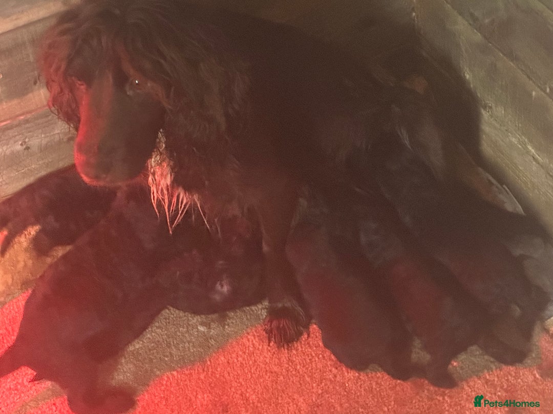 Cockapoo dogs for sale: Cockerpoo - Advert 1