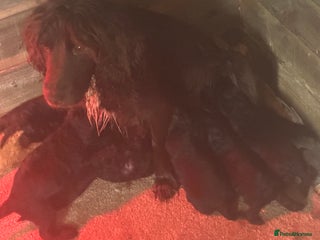 Cockapoo dogs Cockerpoo - Advert 1