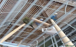 Budgerigars birds for sale: Budgies  - Image 3