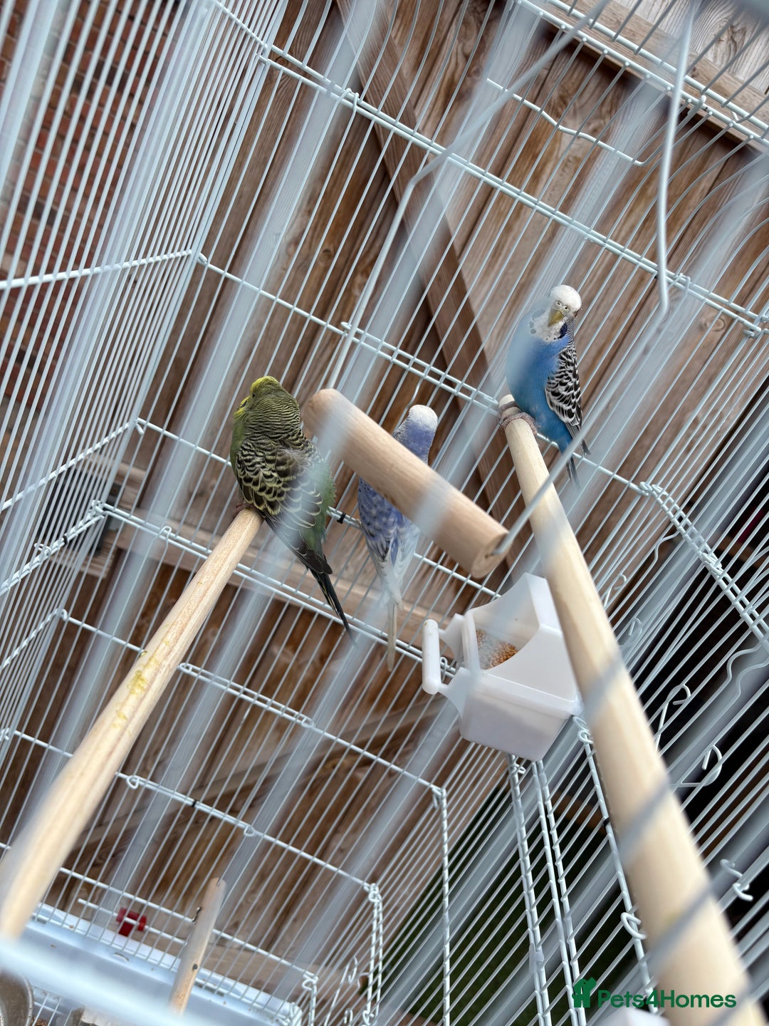 Budgerigars birds for sale: Budgies  - Image 3