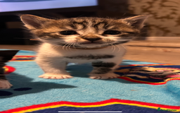 Mixed Breed cats for sale: 11 beautiful kittens  - Image 9
