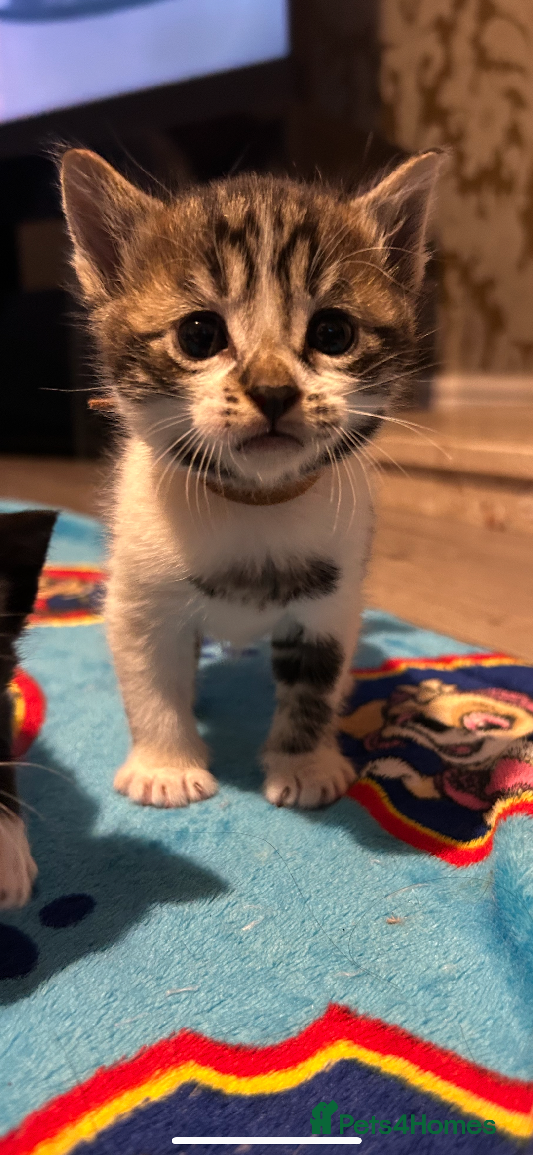 Mixed Breed cats for sale: 11 beautiful kittens  - Image 9