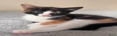 Domestic Shorthair Kitten 7
