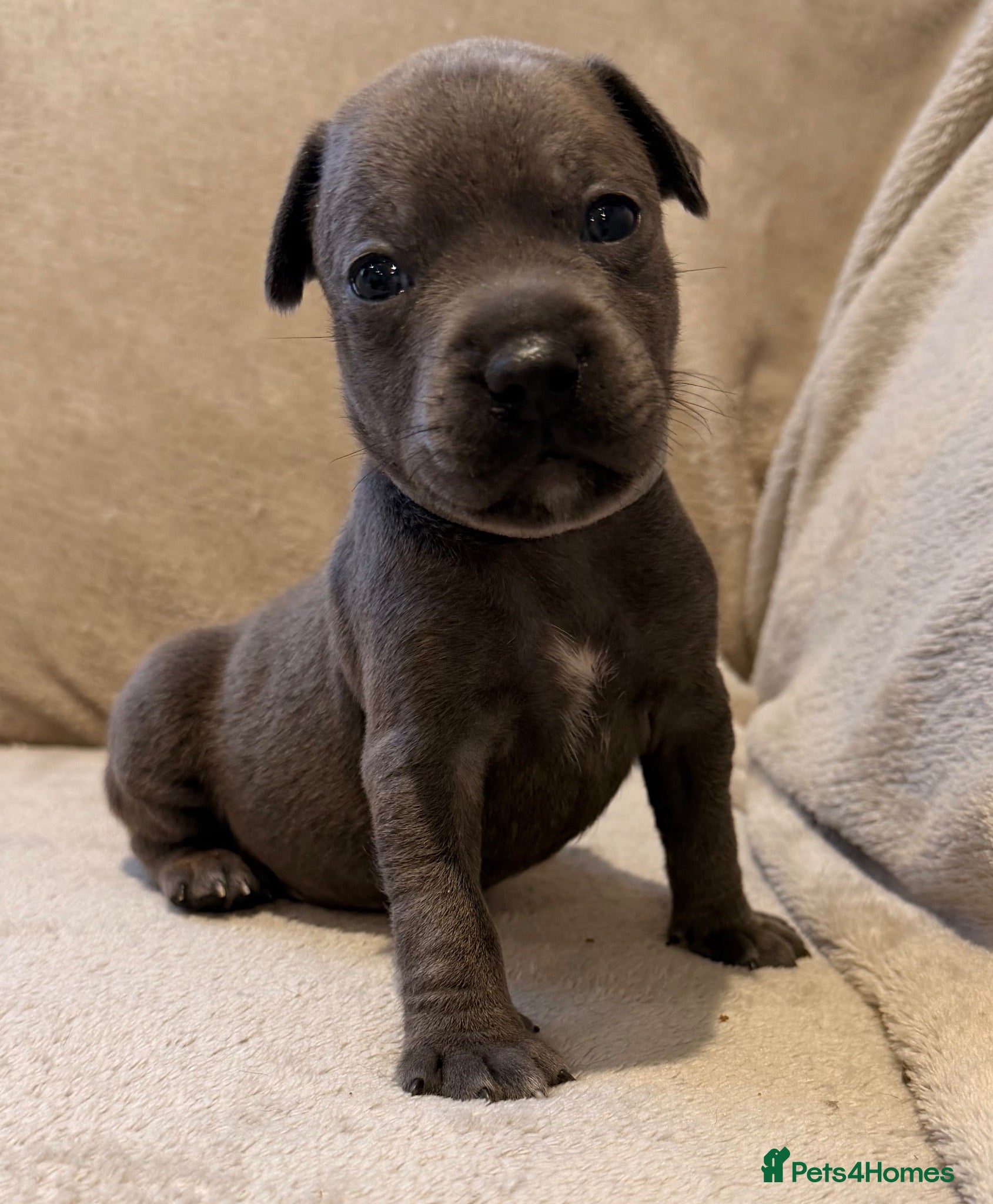 Staffordshire Bull Terrier dogs STUNNING STAFFORDSHIRE BULLTERRIER PUPPIES 🐾 - Advert 1