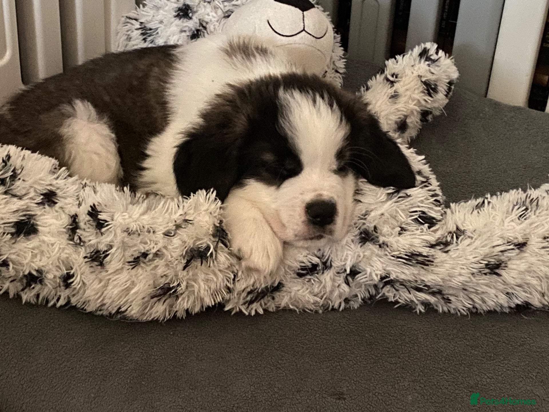 Saint Bernard dogs *Reduced price** Last Saint Bernard puppy  - Advert 1