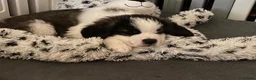 Saint Bernard dogs for sale: (Last 3) Gorgeous Saint Bernard puppies available  - Advert 4