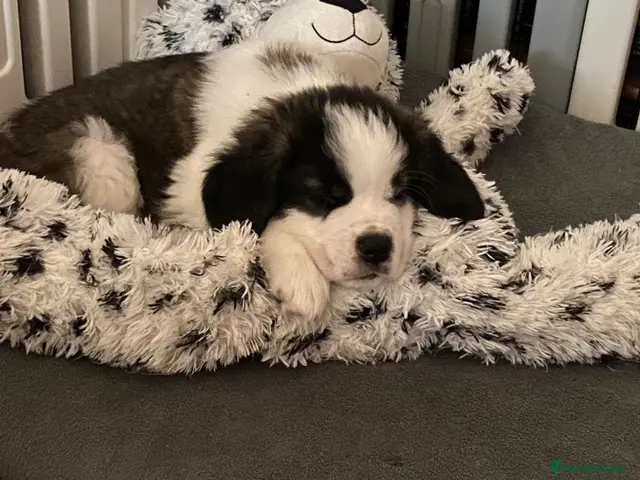 Saint Bernard dogs *Reduced price** Last Saint Bernard puppy - Advert 1