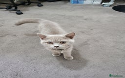 British Shorthair cats for sale: British short-hair kittens  - Image 2