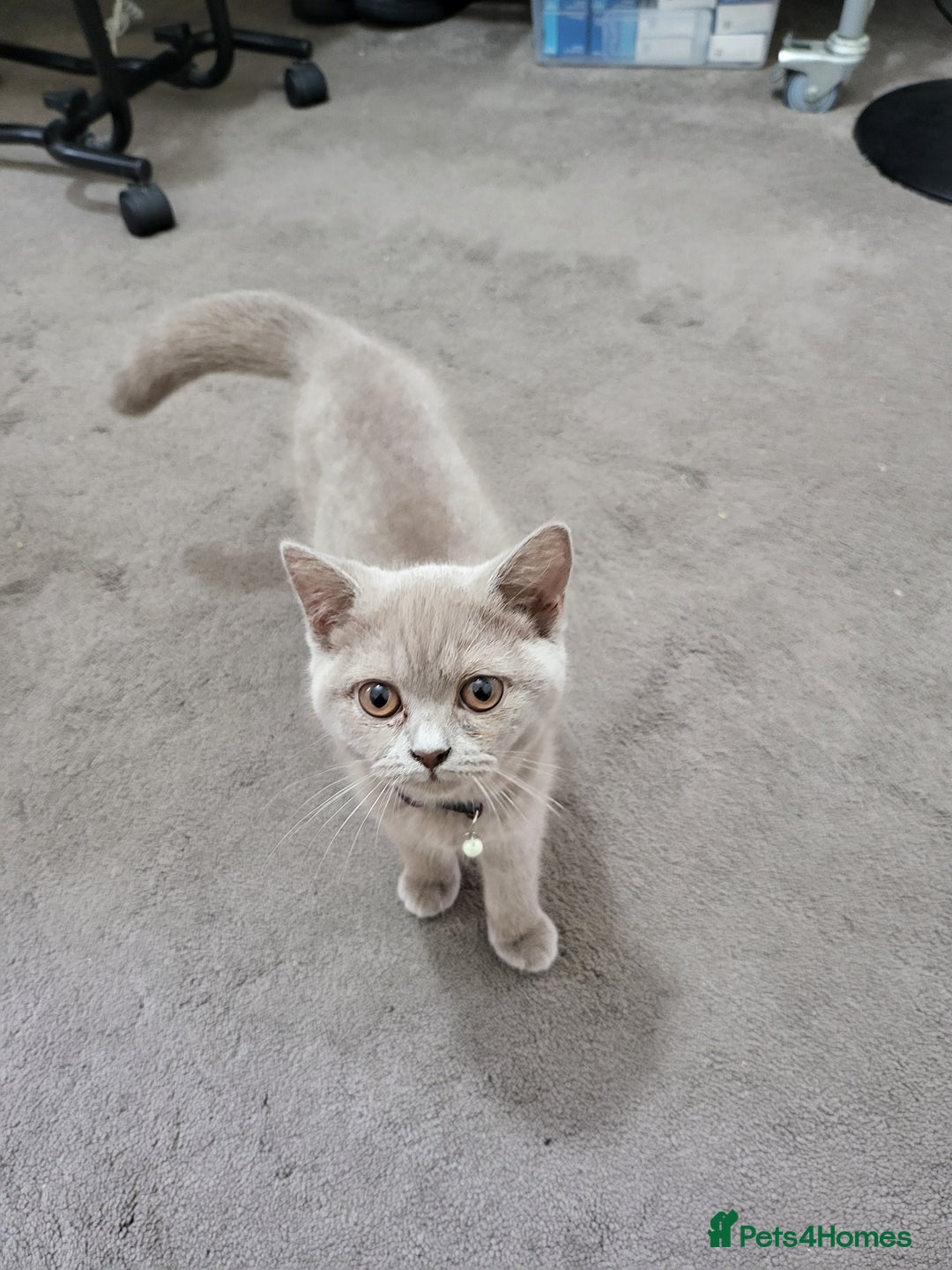 British Shorthair cats for sale: British short-hair kittens  - Image 2