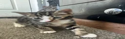 Mixed Breed cats for sale: Kittens  in Lytham Saint Annes - Advert 4
