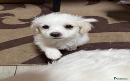 Mixed Breed dogs for sale: Bichon Maltese - Image 1
