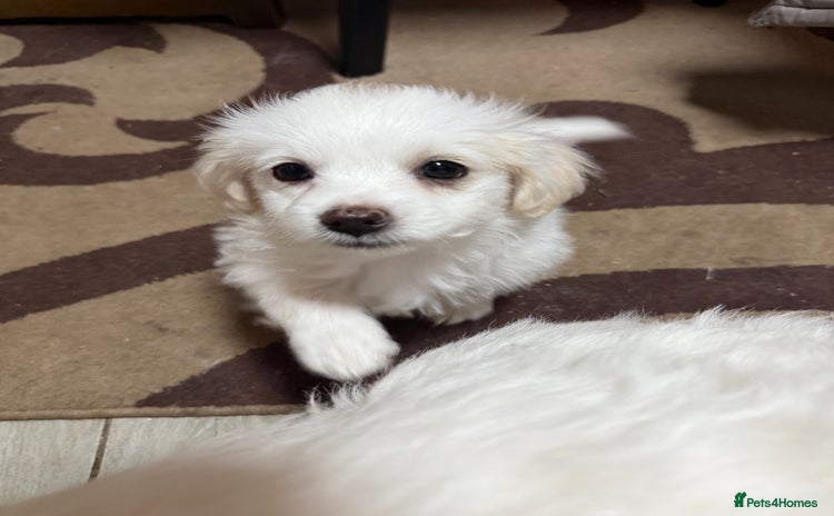 Mixed Breed dogs for sale - Advert 2