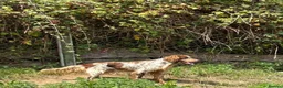 English Setter dogs for adoption: Drago in Bacup - Advert 3