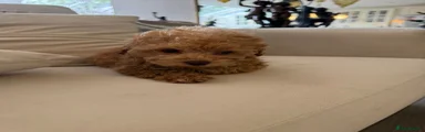 Puppy 4
