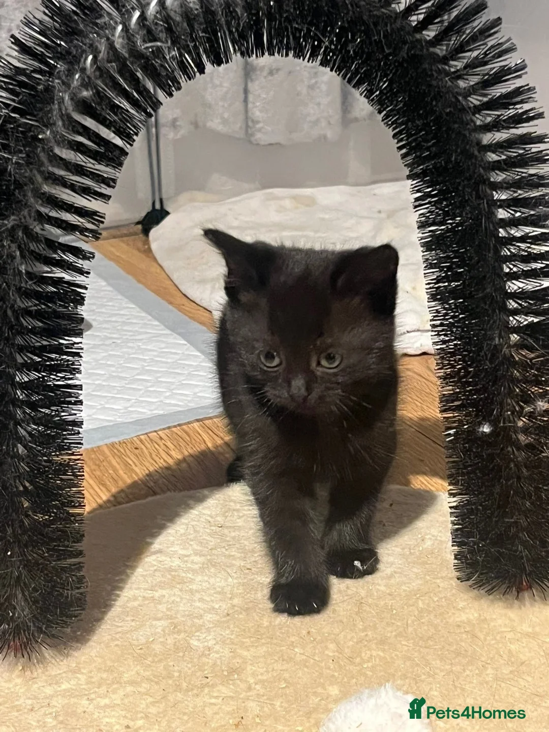 Mixed Breed cats for sale: Part ragdol kittens READY TO LEAVE  - Advert 1