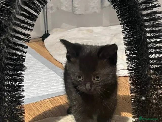 Mixed Breed cats for sale: Part ragdol kittens READY TO LEAVE - Advert 2