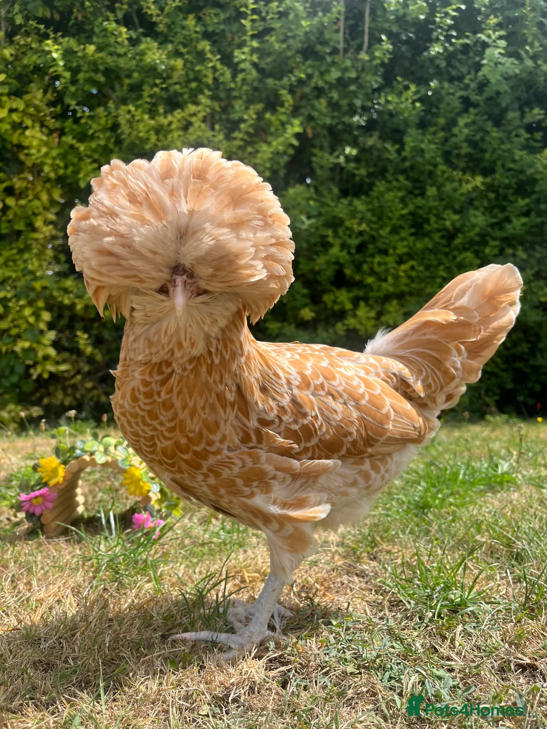 Chickens poultry for sale: Laying Hens  - Advert 5