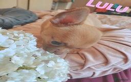 Chihuahua dogs for sale: Chihuahua pups stunning - Image 6