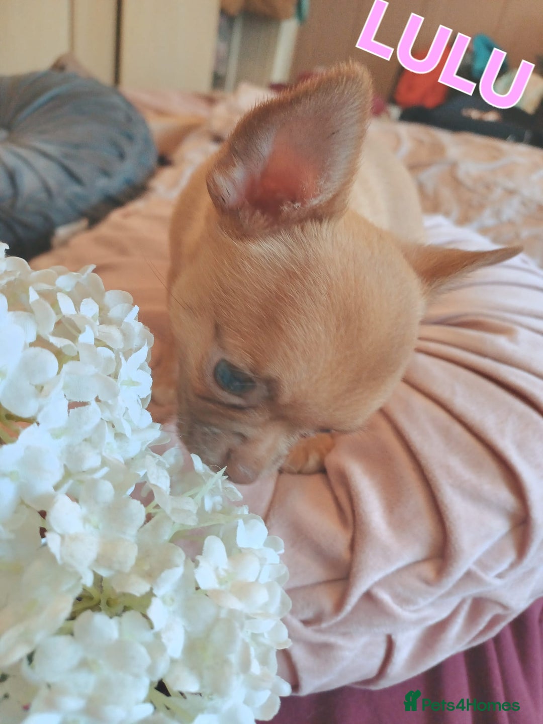Chihuahua dogs for sale: Chihuahua pups stunning - Image 6