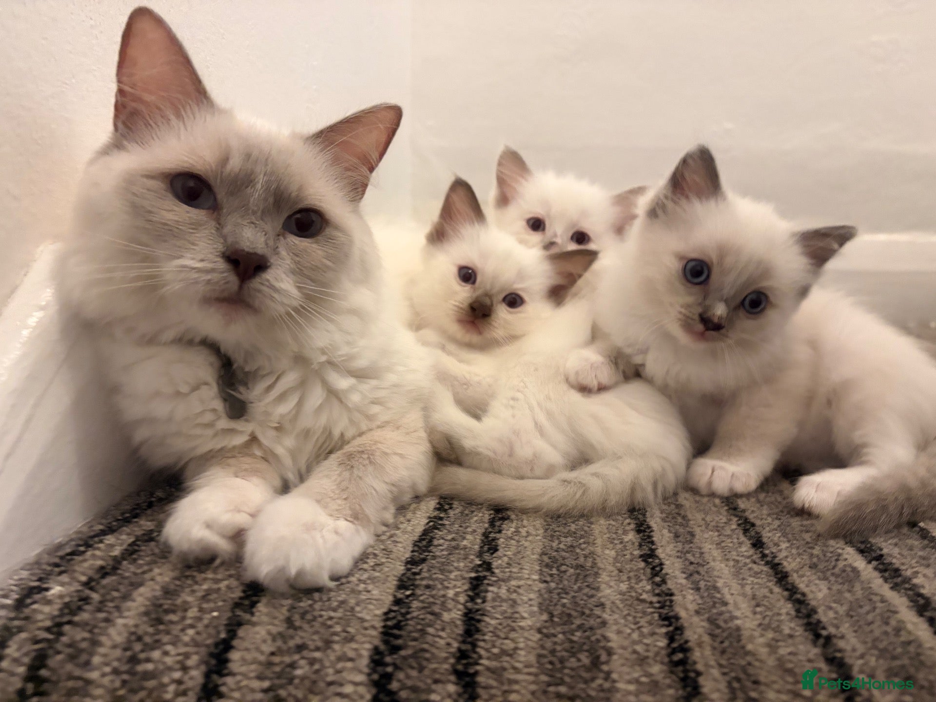 Ragdoll cats ⭐️Beautiful Ragdoll Kittens 8 weeks⭐️ - Advert 1