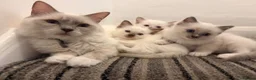 Ragdoll cats for sale: ⭐️Beautiful Ragdoll Kittens 8 weeks⭐️ - Advert 1