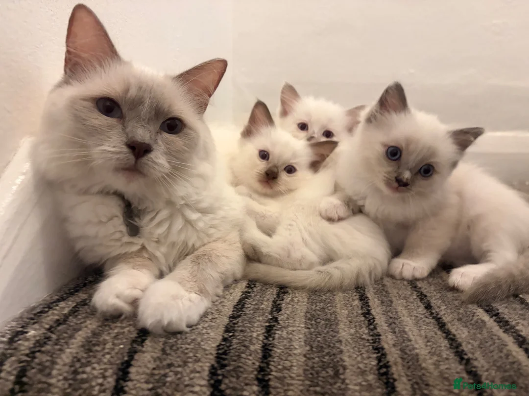 Ragdoll cats for sale: ⭐️Beautiful Ragdoll Kittens 8 weeks⭐️ - Advert 1