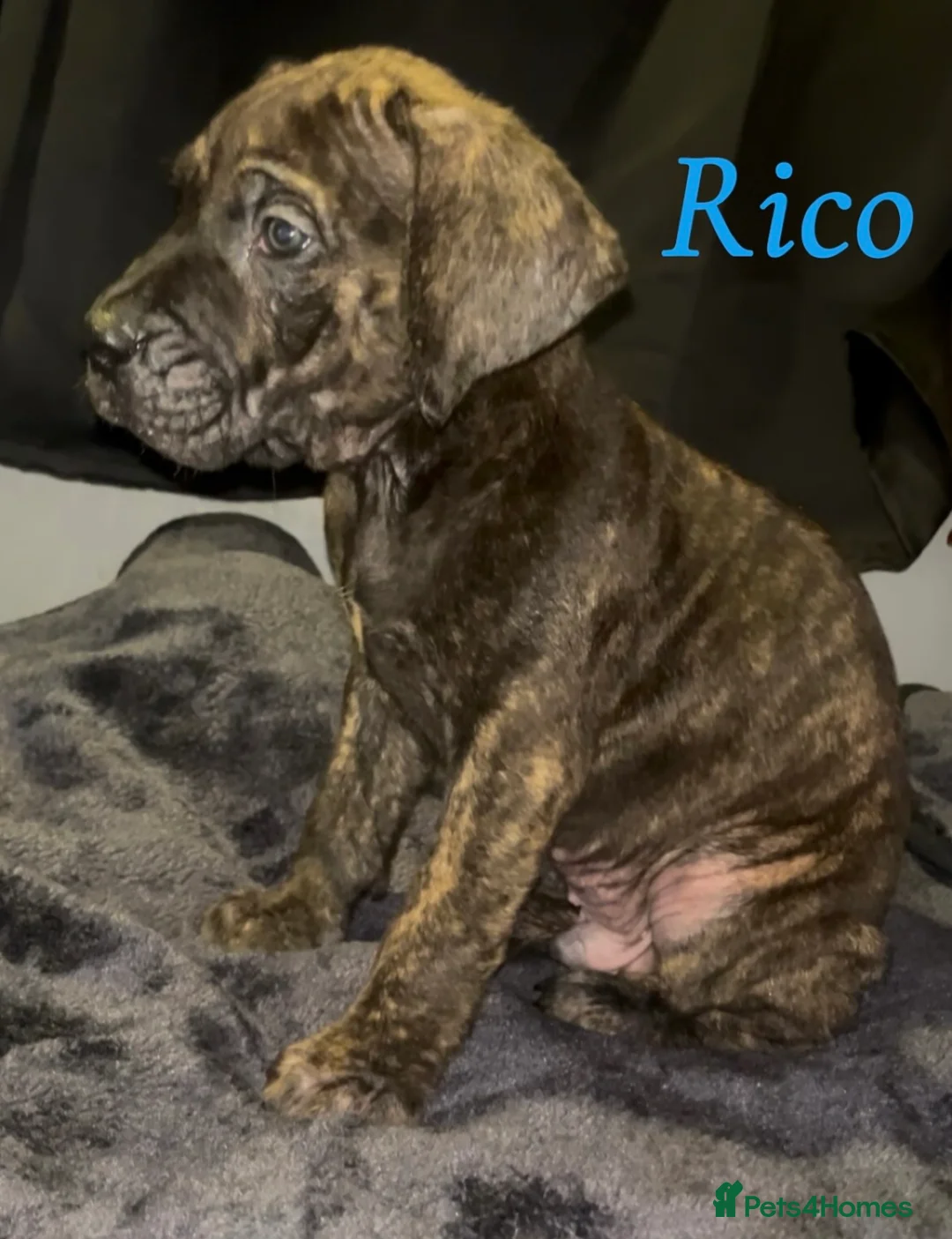 Presa Canario dogs for sale: Beautiful presa canarios puppies in Birmingham - Advert 1