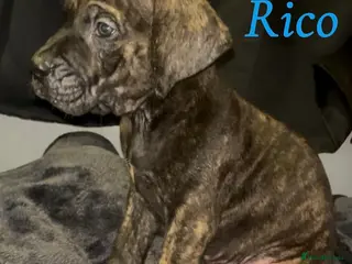 Presa Canario dogs Beautiful presa canarios puppies - Advert 2