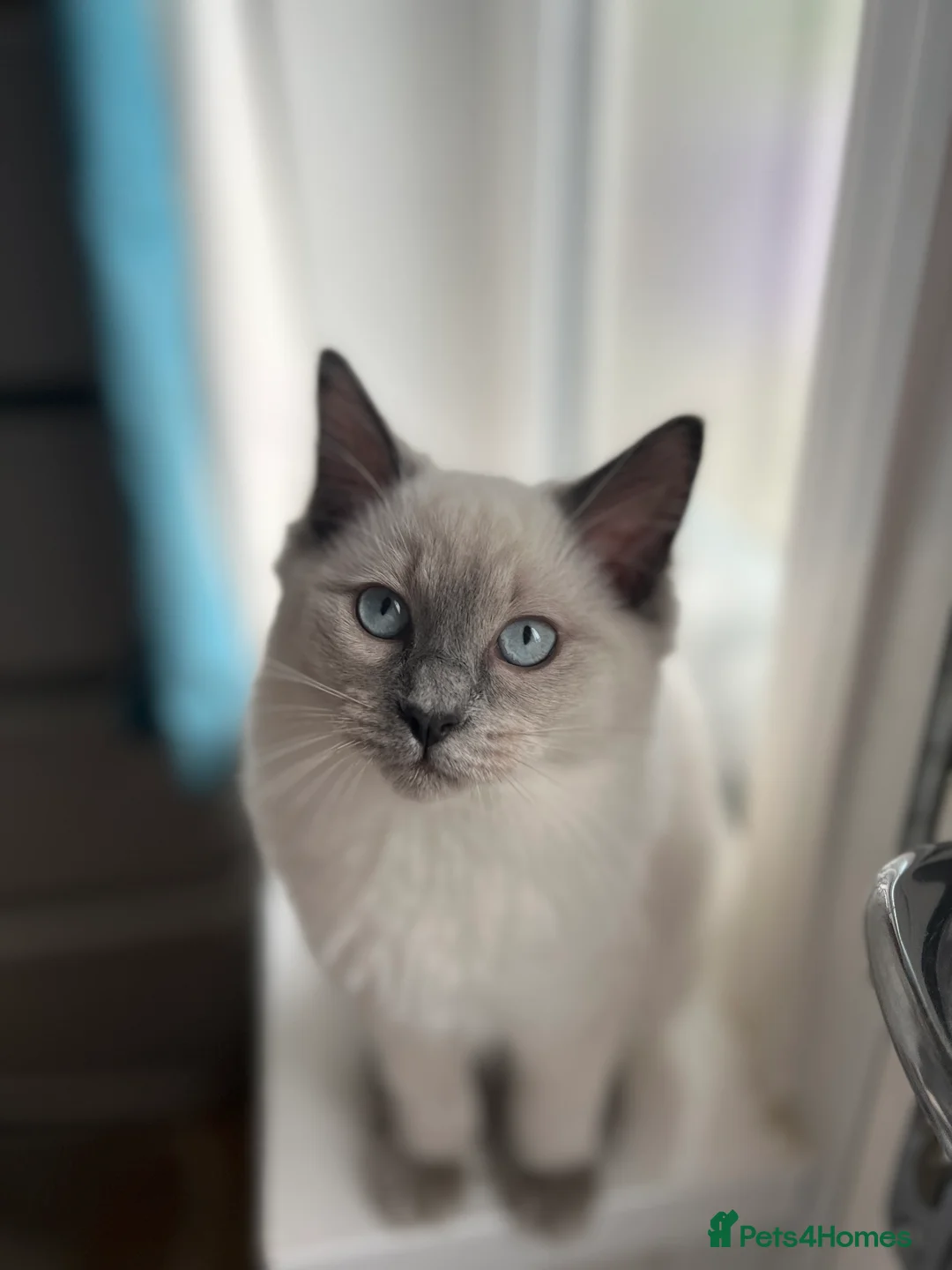 Ragdoll cats for sale: Must go together - 2 best friend female cats - Advert 12