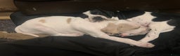 Pointer dogs for sale: Beautiful Pointer Puppies - Advert 4